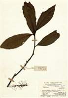 藏品(蘿蔔樹)的圖片